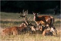 Le repos du maitre des lieux .... Parc de DYREHAVEN .Brame 1997.
Cerf au brame.
Dyrehaven 1997
Mammifère.
Cerf élaphe.Cervus élaphus.
Photographie de faune sauvage.
Daniel TRINQUECOSTES
Que nature vive 