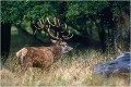  Parc de DYREHAVEN .Brame 1997.
Cerf au brame.
Dyrehaven 1997
Mammifère.
Cerf élaphe.Cervus élaphus.
Photographie de faune sauvage.
Daniel TRINQUECOSTES
Que nature vive 