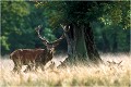  Parc de DYREHAVEN .Brame 1997.
Cerf au brame.
Dyrehaven 1997
Mammifère.
Cerf élaphe.Cervus élaphus.
Photographie de faune sauvage.
Daniel TRINQUECOSTES
Que nature vive 