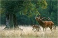 Pour conclure 1997 .........brame après la pluie ! Parc de DYREHAVEN .Brame 1997.
Cerf au brame.
Dyrehaven 1997
Mammifère.
Cerf élaphe.Cervus élaphus.
Photographie de faune sauvage.
Daniel TRINQUECOSTES
Que nature vive 