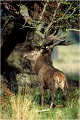 Kulmulen " touchant au bois " ....un des comportements caractéristiques des cerfs pendant le brame. Parc de DYREHAVEN .Brame 2001.
Cerf au brame.
Dyrehaven 2001
Mammifère.
Cerf élaphe.Cervus élaphus.
Photographie de faune sauvage.
Daniel TRINQUECOSTES
Que nature vive 
