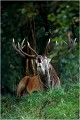 Spilopmageder quelques jours avant qu' il ne soit tiré dans le cadre des tirs de gestion de la population des cervidés.Il avait 12 ans. Parc de DYREHAVEN .Brame 2001.
Cerf au brame.
Dyrehaven 2001
Mammifère.
Cerf élaphe.Cervus élaphus.
Photographie de faune sauvage.
Daniel TRINQUECOSTES
Que nature vive 