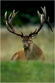 " THOR " un des plus beaux cerfs que nous avons eus la chance de voir à Dyrehaven. Parc de DYREHAVEN .Brame 2001.
Cerf au brame.
Dyrehaven 2001
Mammifère.
Cerf élaphe.Cervus élaphus.
Photographie de faune sauvage.
Daniel TRINQUECOSTES
Que nature vive 