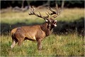KULMULEN bramant Parc de DYREHAVEN .Brame 2001.
Cerf au brame.
Dyrehaven 2001
Mammifère.
Cerf élaphe.Cervus élaphus.
Photographie de faune sauvage.
Daniel TRINQUECOSTES
Que nature vive 