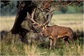 " KULMULEN " touchant au bois ....dans un cadrage différent . Parc de DYREHAVEN .Brame 2001.
Cerf au brame.
Dyrehaven 2001
Mammifère.
Cerf élaphe.Cervus élaphus.
Photographie de faune sauvage.
Daniel TRINQUECOSTES
Que nature vive 