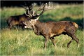 Prémices de combat entre KULMULEN et LOKE Parc de DYREHAVEN .Brame 2001.
Cerf au brame.
Dyrehaven 2001
Mammifère.
Cerf élaphe.Cervus élaphus.
Photographie de faune sauvage.
Daniel TRINQUECOSTES
Que nature vive 