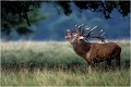 " LOKE " Parc de DYREHAVEN .Brame 2001.
Cerf au brame.
Dyrehaven 2001
Mammifère.
Cerf élaphe.Cervus élaphus.
Photographie de faune sauvage.
Daniel TRINQUECOSTES
Que nature vive 
