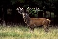 Le plus beau cerf que j'ai pu observer à Dyrehaven ...." MANGEENDER "
Vous pourrez le revoir en 2002 . Parc de DYREHAVEN .Brame 2001.
Cerf au brame.
Dyrehaven 2001
Mammifère.
Cerf élaphe.Cervus élaphus.
Photographie de faune sauvage.
Daniel TRINQUECOSTES
Que nature vive 