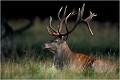 " THOR " un animal splendide ! Parc de DYREHAVEN .Brame 2001.
Cerf au brame.
Dyrehaven 2001
Mammifère.
Cerf élaphe.Cervus élaphus.
Photographie de faune sauvage.
Daniel TRINQUECOSTES
Que nature vive 