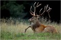 " THOR " faisant des effets de jambes ! Parc de DYREHAVEN .Brame 2001.
Cerf au brame.
Dyrehaven 2001
Mammifère.
Cerf élaphe.Cervus élaphus.
Photographie de faune sauvage.
Daniel TRINQUECOSTES
Que nature vive 
