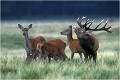 " LOKE " bramant le soir. Parc de DYREHAVEN .Brame 2001.
Cerf au brame.
Dyrehaven 2001
Mammifère.
Cerf élaphe.Cervus élaphus.
Photographie de faune sauvage.
Daniel TRINQUECOSTES
Que nature vive 
