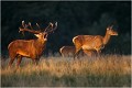 Le soir, dans les très belles lumières , sur la plaine de l'Ermitage.
L'Ermitage était le pavillon de chasse du Roi du Danemark. Parc de DYREHAVEN .Brame 2001.
Cerf au brame.
Dyrehaven 2001
Mammifère.
Cerf élaphe.Cervus élaphus.
Photographie de faune sauvage.
Daniel TRINQUECOSTES
Que nature vive 