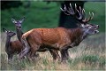  Parc de DYREHAVEN .Brame 2001.
Cerf au brame.
Dyrehaven 2001
Mammifère.
Cerf élaphe.Cervus élaphus.
Photographie de faune sauvage.
Daniel TRINQUECOSTES
Que nature vive 