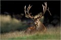 " THOR " Parc de DYREHAVEN .Brame 2001.
Cerf au brame.
Dyrehaven 2001
Mammifère.
Cerf élaphe.Cervus élaphus.
Photographie de faune sauvage.
Daniel TRINQUECOSTES
Que nature vive 
