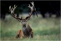 " THOR " Parc de DYREHAVEN .Brame 2001.
Cerf au brame.
Dyrehaven 2001
Mammifère.
Cerf élaphe.Cervus élaphus.
Photographie de faune sauvage.
Daniel TRINQUECOSTES
Que nature vive 