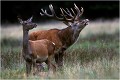  Parc de DYREHAVEN .Brame 2001.
Cerf au brame.
Dyrehaven 2001
Mammifère.
Cerf élaphe.Cervus élaphus.
Photographie de faune sauvage.
Daniel TRINQUECOSTES
Que nature vive 