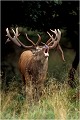 " THOR " bramant en lisière.Cette photo a également été primée en concours. Parc de DYREHAVEN .Brame 2001.
Cerf au brame.
Dyrehaven 2001
Mammifère.
Cerf élaphe.Cervus élaphus.
Photographie de faune sauvage.
Daniel TRINQUECOSTES
Que nature vive 