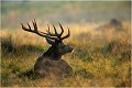 Dans les très belles lumières du soir Parc de DYREHAVEN .Brame 2002
Cerf au brame.
Dyrehaven 2002
Mammifère.
Cerf élaphe.Cervus élaphus.
Photographie de faune sauvage.
Daniel TRINQUECOSTES
Que nature vive 
