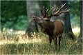Un bel inconnu ..... Parc de DYREHAVEN .Brame 2002
Cerf au brame.
Dyrehaven 2002
Mammifère.
Cerf élaphe.Cervus élaphus.
Photographie de faune sauvage.
Daniel TRINQUECOSTES
Que nature vive 