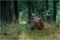 Un autre jeune et très bel inconnu bramant dans un sous bois.... Parc de DYREHAVEN .Brame 2002
Cerf au brame.
Dyrehaven 2002
Mammifère.
Cerf élaphe.Cervus élaphus.
Photographie de faune sauvage.
Daniel TRINQUECOSTES
Que nature vive 