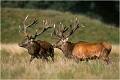 Avant le choc Parc de DYREHAVEN .Brame 2002
Cerf au brame.
Dyrehaven 2002
Mammifère.
Cerf élaphe.Cervus élaphus.
Photographie de faune sauvage.
Daniel TRINQUECOSTES
Que nature vive 