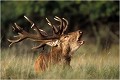 " TOFFE " Parc de DYREHAVEN .Brame 2002
Cerf au brame.
Dyrehaven 2002
Mammifère.
Cerf élaphe.Cervus élaphus.
Photographie de faune sauvage.
Daniel TRINQUECOSTES
Que nature vive 