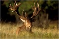 " TOFFE " me faisant face ...à une distance respectable .
Voyez cependant comme ces animaux sont extrèmement calmes ! Parc de DYREHAVEN .Brame 2002
Cerf au brame.
Dyrehaven 2002
Mammifère.
Cerf élaphe.Cervus élaphus.
Photographie de faune sauvage.
Daniel TRINQUECOSTES
Que nature vive 