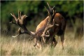 Quelle ramure ....." TOFFE " Parc de DYREHAVEN .Brame 2002
Cerf au brame.
Dyrehaven 2002
Mammifère.
Cerf élaphe.Cervus élaphus.
Photographie de faune sauvage.
Daniel TRINQUECOSTES
Que nature vive 