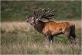 De profil......" TOFFE " Parc de DYREHAVEN .Brame 2002
Cerf au brame.
Dyrehaven 2002
Mammifère.
Cerf élaphe.Cervus élaphus.
Photographie de faune sauvage.
Daniel TRINQUECOSTES
Que nature vive 