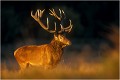 Tard le soir dans la plaine de l' Ermitage. Parc de DYREHAVEN .Brame 2002
Cerf au brame.
Dyrehaven 2002
Mammifère.
Cerf élaphe.Cervus élaphus.
Photographie de faune sauvage.
Daniel TRINQUECOSTES
Que nature vive 