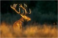 C'est quand même magnifique dans cette lumière .....moi j'adore l'ambiance ! Parc de DYREHAVEN .Brame 2002
Cerf au brame.
Dyrehaven 2002
Mammifère.
Cerf élaphe.Cervus élaphus.
Photographie de faune sauvage.
Daniel TRINQUECOSTES
Que nature vive 