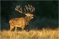  Parc de DYREHAVEN .Brame 2002
Cerf au brame.
Dyrehaven 2002
Mammifère.
Cerf élaphe.Cervus élaphus.
Photographie de faune sauvage.
Daniel TRINQUECOSTES
Que nature vive 