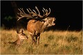 MANGEENDER dans toute sa splendeur Parc de DYREHAVEN .Brame 2002
Cerf au brame.
Dyrehaven 2002
Mammifère.
Cerf élaphe.Cervus élaphus.
Photographie de faune sauvage.
Daniel TRINQUECOSTES
Que nature vive 