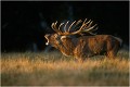 MANGEENDER dialoguant avec le soleil couchant Parc de DYREHAVEN .Brame 2002
Cerf au brame.
Dyrehaven 2002
Mammifère.
Cerf élaphe.Cervus élaphus.
Photographie de faune sauvage.
Daniel TRINQUECOSTES
Que nature vive 