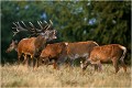  Parc de DYREHAVEN .Brame 2002
Cerf au brame.
Dyrehaven 2002
Mammifère.
Cerf élaphe.Cervus élaphus.
Photographie de faune sauvage.
Daniel TRINQUECOSTES
Que nature vive 