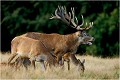  Parc de DYREHAVEN .Brame 2002
Cerf au brame.
Dyrehaven 2002
Mammifère.
Cerf élaphe.Cervus élaphus.
Photographie de faune sauvage.
Daniel TRINQUECOSTES
Que nature vive 