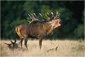  Parc de DYREHAVEN .Brame 2002
Cerf au brame.
Dyrehaven 2002
Mammifère.
Cerf élaphe.Cervus élaphus.
Photographie de faune sauvage.
Daniel TRINQUECOSTES
Que nature vive 