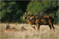  Parc de DYREHAVEN .Brame 2002
Cerf au brame.
Dyrehaven 2002
Mammifère.
Cerf élaphe.Cervus élaphus.
Photographie de faune sauvage.
Daniel TRINQUECOSTES
Que nature vive 