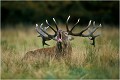  Parc de DYREHAVEN .Brame 2002
Cerf au brame.
Dyrehaven 2002
Mammifère.
Cerf élaphe.Cervus élaphus.
Photographie de faune sauvage.
Daniel TRINQUECOSTES
Que nature vive 