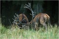 Ce n'est qu' en 2002 que j'ai assisté à mon premier combat ....EXTRAORDINAIRE ! Parc de DYREHAVEN .Brame 2002
Cerf au brame.
Dyrehaven 2002
Mammifère.
Cerf élaphe.Cervus élaphus.
Photographie de faune sauvage.
Daniel TRINQUECOSTES
Que nature vive 