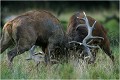  Parc de DYREHAVEN .Brame 2002
Cerf au brame.
Dyrehaven 2002
Mammifère.
Cerf élaphe.Cervus élaphus.
Photographie de faune sauvage.
Daniel TRINQUECOSTES
Que nature vive 