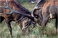  Parc de DYREHAVEN .Brame 2002
Cerf au brame.
Dyrehaven 2002
Mammifère.
Cerf élaphe.Cervus élaphus.
Photographie de faune sauvage.
Daniel TRINQUECOSTES
Que nature vive 