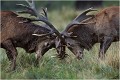  Parc de DYREHAVEN .Brame 2002
Cerf au brame.
Dyrehaven 2002
Mammifère.
Cerf élaphe.Cervus élaphus.
Photographie de faune sauvage.
Daniel TRINQUECOSTES
Que nature vive 