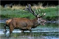 Après le combat les bienfaits de l'eau fraiche pour le vainqueur ! Parc de DYREHAVEN .Brame 2002
Cerf au brame.
Dyrehaven 2002
Mammifère.
Cerf élaphe.Cervus élaphus.
Photographie de faune sauvage.
Daniel TRINQUECOSTES
Que nature vive 