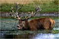  Parc de DYREHAVEN .Brame 2002
Cerf au brame.
Dyrehaven 2002
Mammifère.
Cerf élaphe.Cervus élaphus.
Photographie de faune sauvage.
Daniel TRINQUECOSTES
Que nature vive 