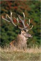 " SIMBA " Parc de DYREHAVEN .Brame 2002
Cerf au brame.
Dyrehaven 2002
Mammifère.
Cerf élaphe.Cervus élaphus.
Photographie de faune sauvage.
Daniel TRINQUECOSTES
Que nature vive 