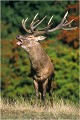  Parc de DYREHAVEN .Brame 2002
Cerf au brame.
Dyrehaven 2002
Mammifère.
Cerf élaphe.Cervus élaphus.
Photographie de faune sauvage.
Daniel TRINQUECOSTES
Que nature vive 