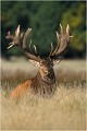 TOFFE et ses masses d'arme ! Parc de DYREHAVEN .Brame 2002
Cerf au brame.
Dyrehaven 2002
Mammifère.
Cerf élaphe.Cervus élaphus.
Photographie de faune sauvage.
Daniel TRINQUECOSTES
Que nature vive 