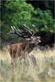 " THOR " Parc de DYREHAVEN .Brame 2002
Cerf au brame.
Dyrehaven 2002
Mammifère.
Cerf élaphe.Cervus élaphus.
Photographie de faune sauvage.
Daniel TRINQUECOSTES
Que nature vive 