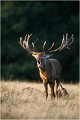 " MANGEENDER " Parc de DYREHAVEN .Brame 2002
Cerf au brame.
Dyrehaven 2002
Mammifère.
Cerf élaphe.Cervus élaphus.
Photographie de faune sauvage.
Daniel TRINQUECOSTES
Que nature vive 
